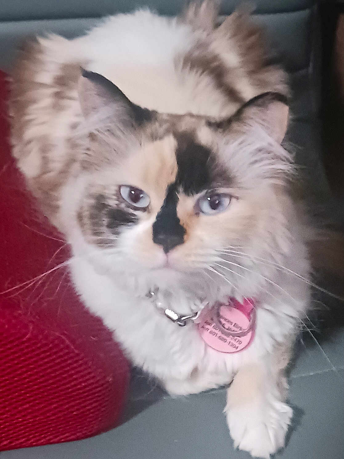 Frances