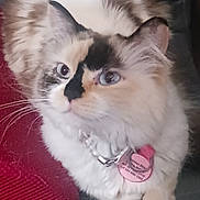 Frances is registered to the contest to win money with this photo: animal, cat, closeup, collar, companion, curious, cute, domestic_cat, face_markings, feline, fluffy, fur, indoor, lounging, paw, pet_tag, red_object, relaxed, soft_fur, whiskers