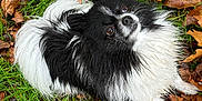 Kira participe au concours pour gagner de l'argent avec cette photo : dog, black_and_white, fluffy, grass, autumn, leaves, outdoor, nature, pet, animal, cute, small_dog, fall, leaf, green, brown, yellow, fur, lying_down, looking_up