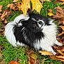 dog, black_and_white, fluffy, grass, autumn, leaves, outdoor, nature, pet, animal, cute, small_dog, fall, leaf, green, brown, yellow, fur, lying_down, looking_up