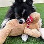 dog, stuffed_toy, toy, grass, black_and_white, cuddling, cute, pet, outdoor, soft_toy, paw, fur, playful, close_up, animal, adorable, resting, nose, ears, background_blur
