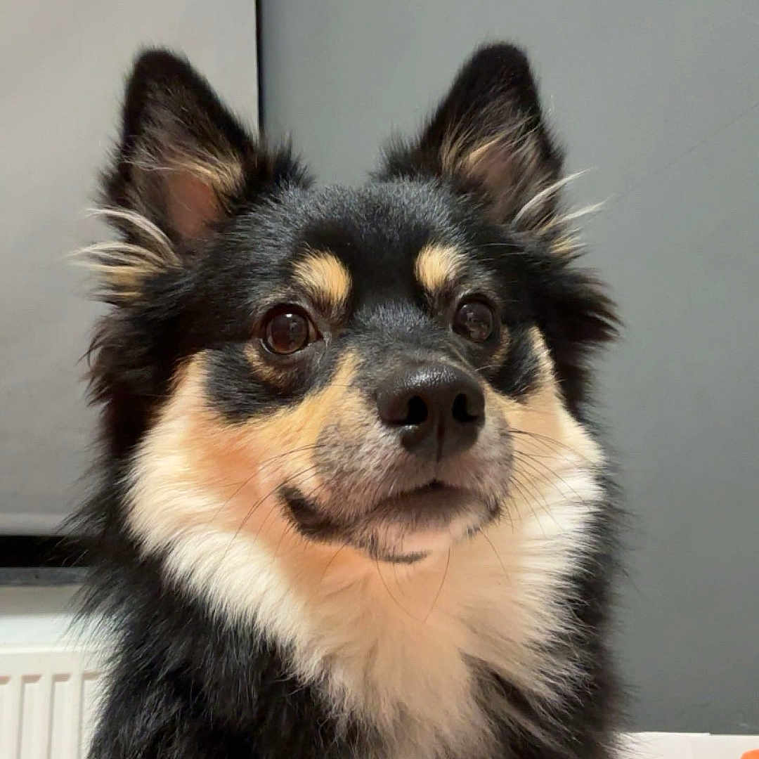Tao a rejoint le concours — aidez-le/la à gagner de superbes lots ! animal, bodypart, canine, chihuahua, cockerspaniel, collie, desk, dog, eskimodog, furniture, husky, indoors, interiordesign, mouth, papillon, person, pet, puppy, table, teeth