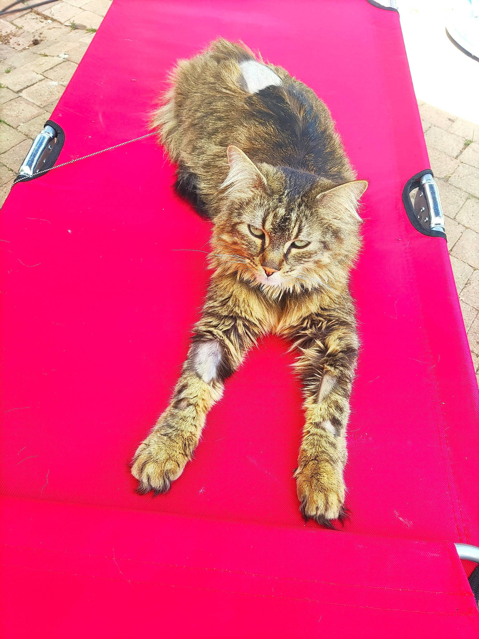 Pookie a rejoint le concours — aidez-le/la à gagner de superbes lots ! carnivore, carpet, cat, claw, domestic_short_haired_cat, felidae, flooring, fur, grass, pattern, paw, road_surface, sidewalk, sitting, small_to_medium_sized_cats, tail, terrestrial_animal, textile, whiskers, wood