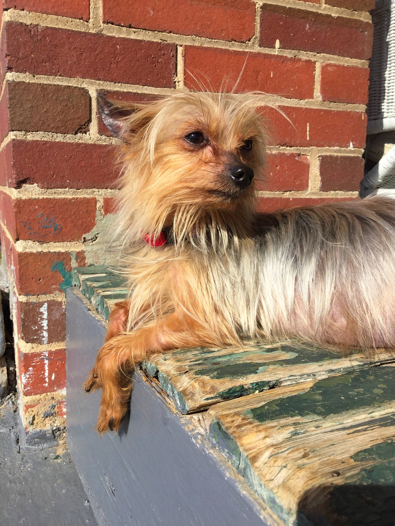 Stewie is registered to the contest to win money with this photo: australian_silky_terrier, australian_terrier, cairn_terrier, canidae, carnivore, companion_dog, dog, dog_breed, mammal, morkie, norfolk_terrier, norwich_terrier, pyrenean_shepherd, rare_breed_dog, sapsali, small_terrier, sporting_lucas_terrier, terrier, vertebrate, yorkshire_terrier