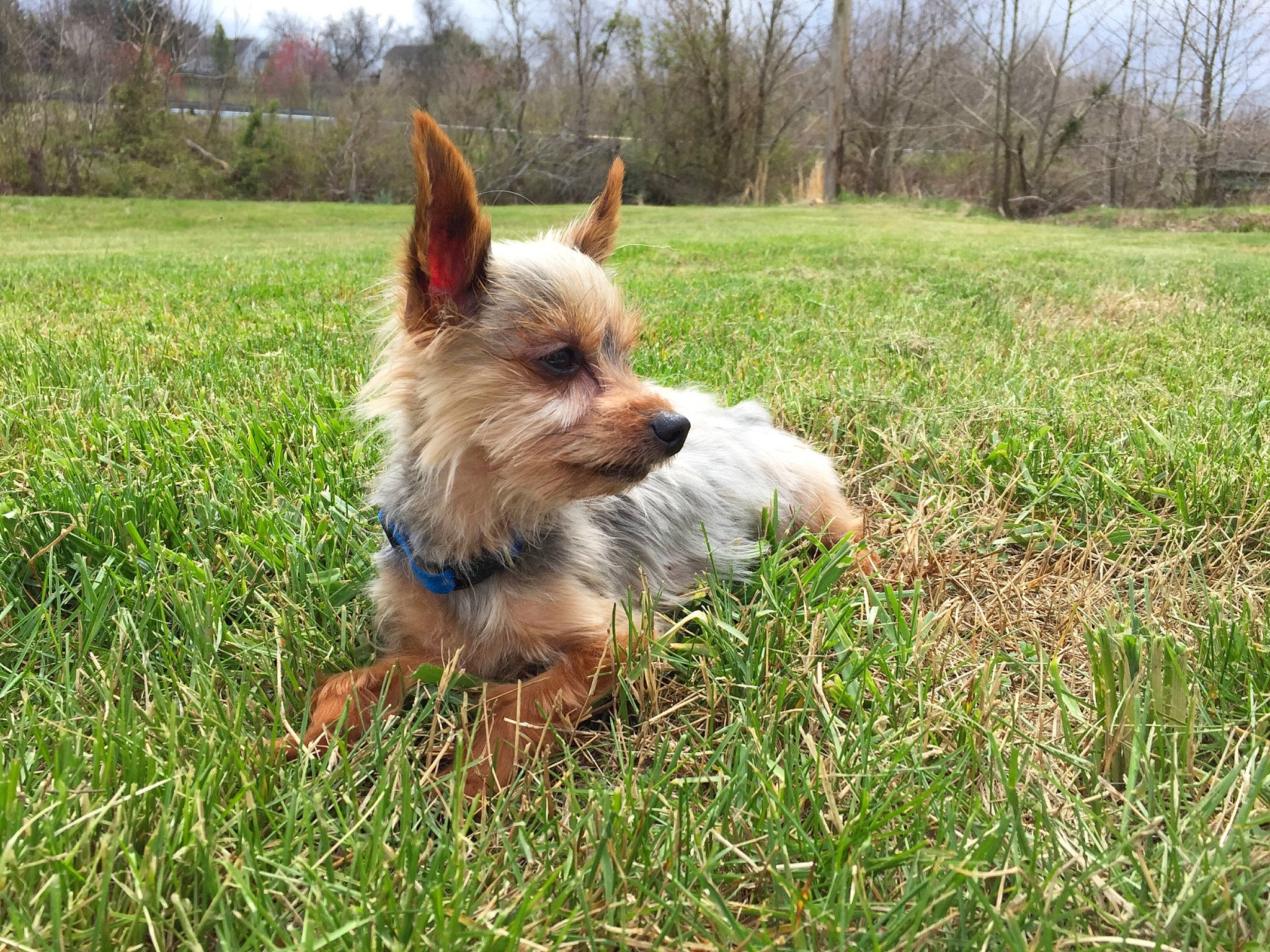 Stewie joined the competition — help win amazing prizes! australian_silky_terrier, australian_terrier, berger_picard, cairn_terrier, canidae, carnivore, companion_dog, dog, dog_breed, grass, mammal, norwich_terrier, portuguese_podengo, rare_breed_dog, sporting_group, terrier, vertebrate, yorkshire_terrier