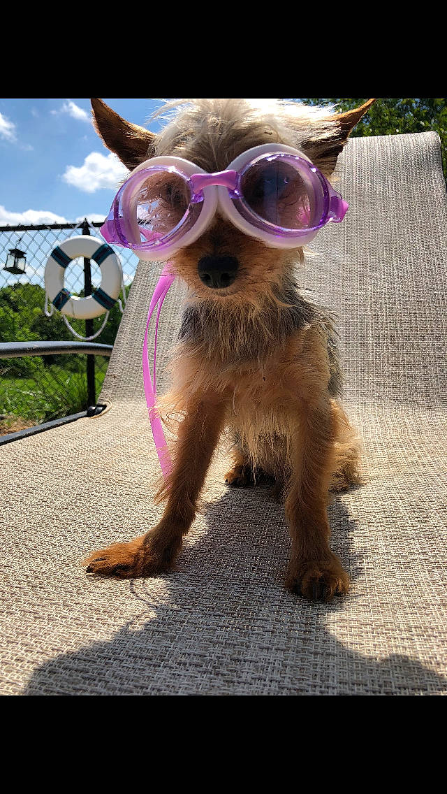 Stewie is registered to the contest to win money with this photo: canidae, carnivore, companion_dog, dog, dog_breed, eyewear, fawn, glasses, personal_protective_equipment, snout, sporting_group, sunglasses, terrier, toy_dog, vision_care, yorkshire_terrier