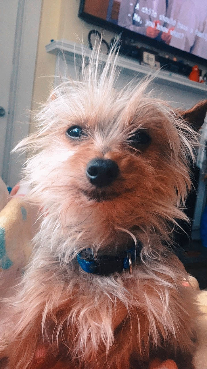 Stewie is registered to the contest to win money with this photo: australian_silky_terrier, australian_terrier, biewer_terrier, cairn_terrier, canidae, carnivore, companion_dog, dog, dog_breed, dutch_smoushond, mammal, morkie, rare_breed_dog, small_terrier, snout, terrier, toy_dog, vertebrate, west_highland_white_terrier, yorkshire_terrier