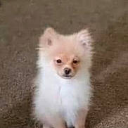 Harley is registered to the contest to win money with this photo: canidae, carnivore, companion_dog, dog, dog_breed, german_spitz, german_spitz_klein, german_spitz_mittel, indian_spitz, japanese_spitz, mammal, pomeranian, puppy, skin, snout, spitz, toy_dog, vertebrate, volpino_italiano, whiskers