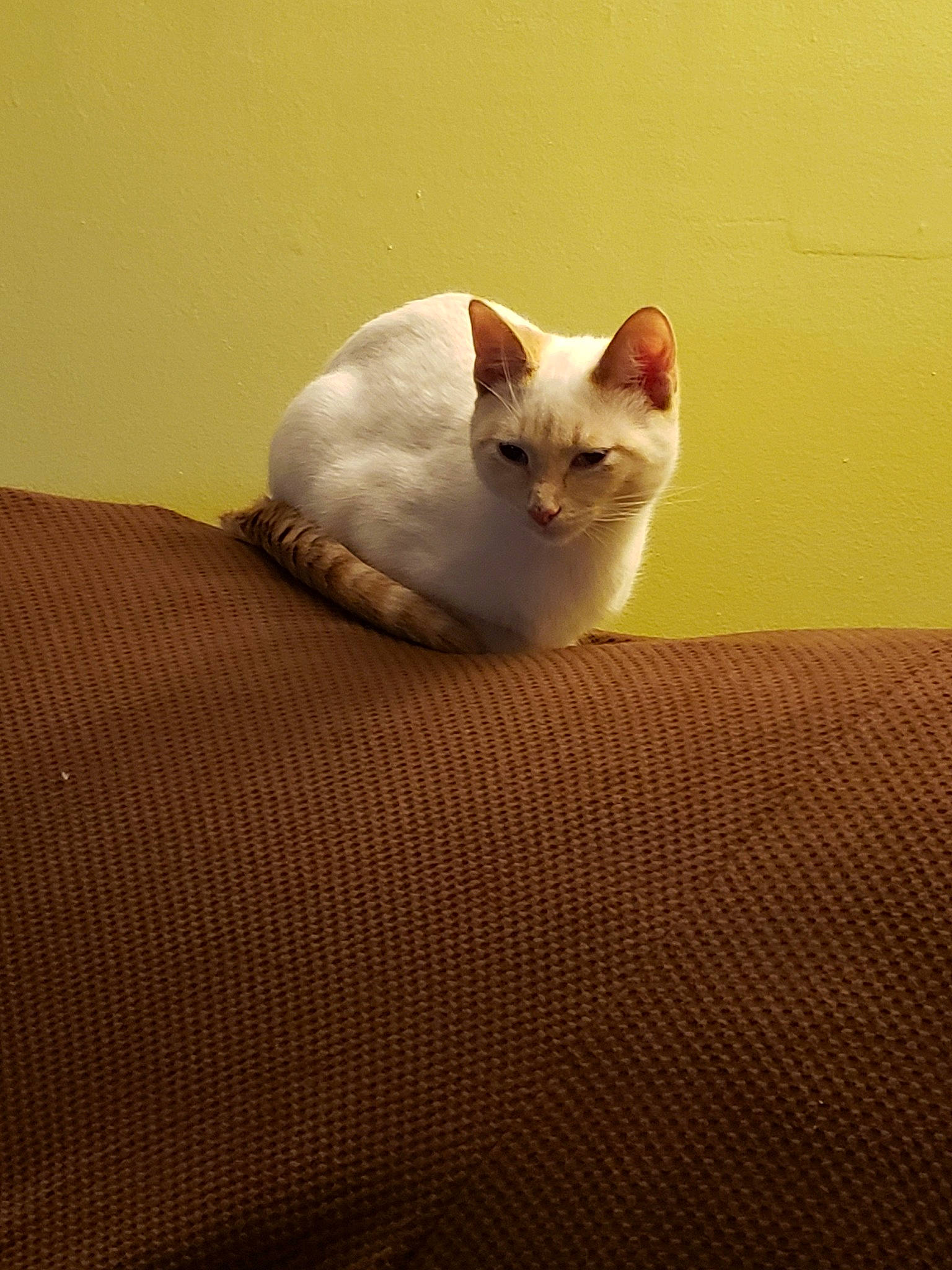 Jasper joined the competition — help win amazing prizes! asian, carnivore, cat, colorpoint_shorthair, fawn, felidae, fur, furniture, kitten, mammal, ragdoll, sand, small_to_medium_sized_cats, tail, turkish_van, whiskers