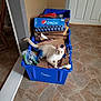 Jasper is registered to the contest to win money with this photo: canidae, carnivore, cat, fawn, felidae, floor, flooring, kitten, ragdoll, small_to_medium_sized_cats