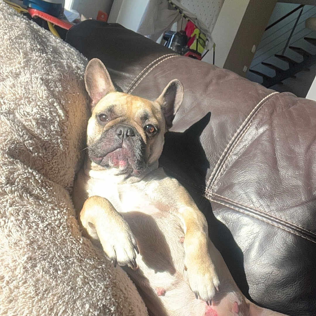 Oupsy participe au concours pour gagner de l'argent avec cette photo : animal, architecture, building, bulldog, canine, couch, cushion, dog, frenchbulldog, furniture, homedecor, indoors, interiordesign, livingroom, person, pet, pitbull, puppy, room, sleeping