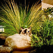 Tess a rejoint le concours — aidez-le/la à gagner de superbes lots ! cat, fluffy, garden, night, grass, plant, bush, nature, outdoor, animal, pet, fur, green, leaf, relaxed, sitting, light, shadow, rock, background