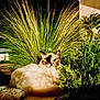 cat, fluffy, garden, night, grass, plant, bush, nature, outdoor, animal, pet, fur, green, leaf, relaxed, sitting, light, shadow, rock, background