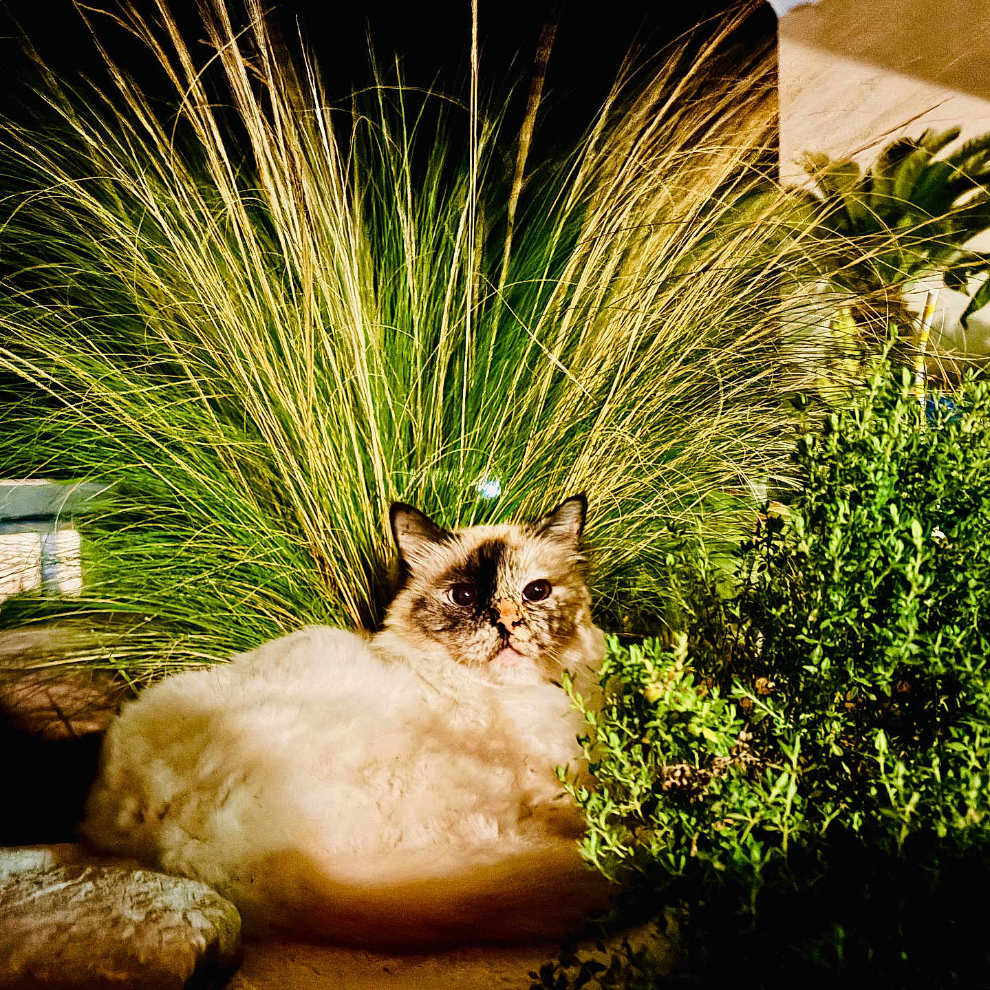 Tess a rejoint le concours — aidez-le/la à gagner de superbes lots ! animal, background, bush, cat, fluffy, fur, garden, grass, green, leaf, light, nature, night, outdoor, pet, plant, relaxed, rock, shadow, sitting