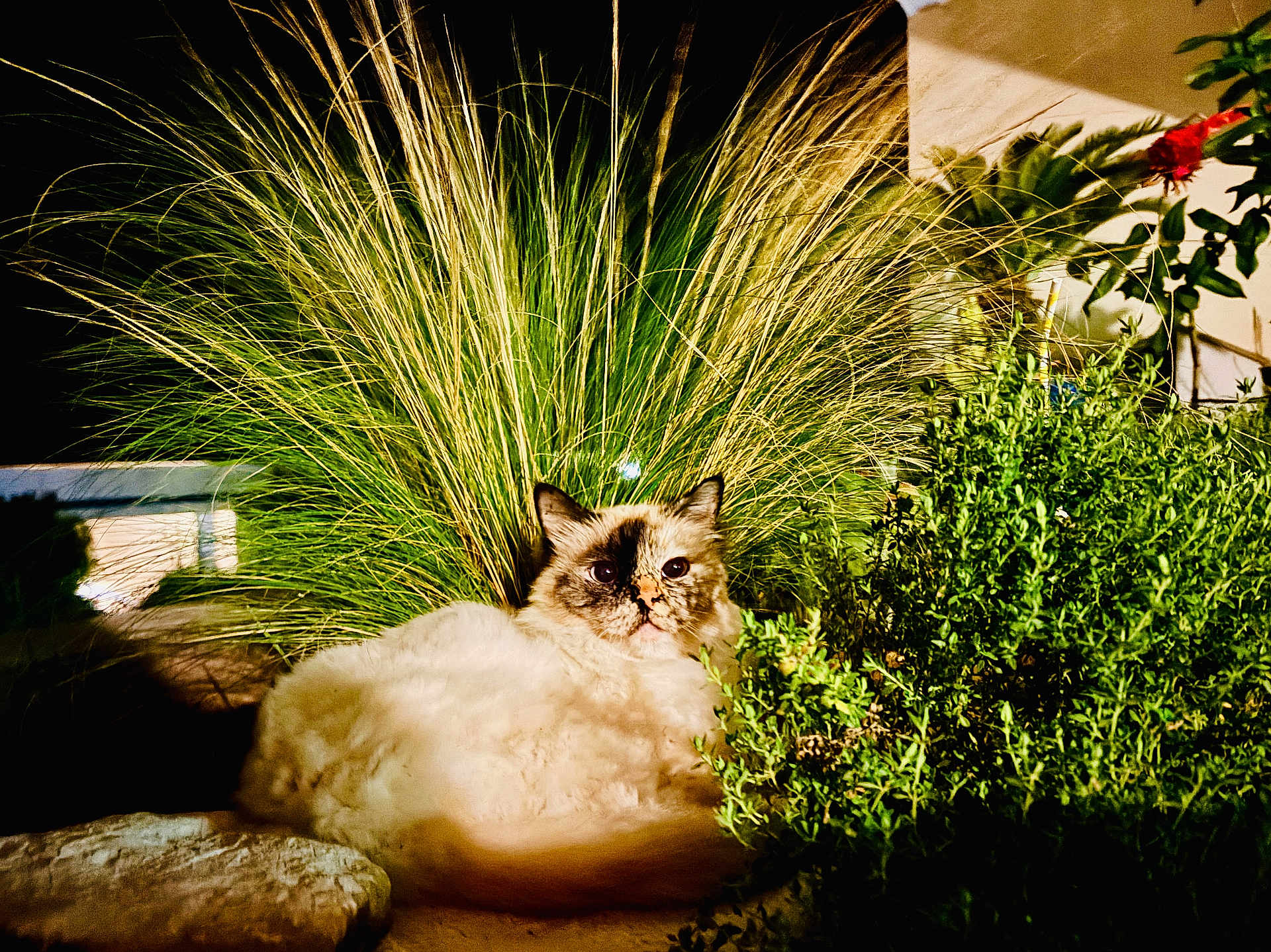 Tess a rejoint le concours — aidez-le/la à gagner de superbes lots ! cat, fluffy, garden, night, grass, plant, bush, nature, outdoor, animal, pet, fur, green, leaf, relaxed, sitting, light, shadow, rock, background