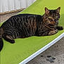 cat, tabby_cat, striped_fur, green_chair, outdoor, relaxed, lounging, concrete_floor, white_wall, pet, animal, feline, resting, domestic_cat, side_view, eyes_open, whiskers, ear, tail, daylight