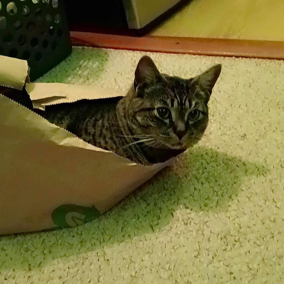 Remy joined the competition — help win amazing prizes! abyssinian, animal, bag, box, cat, computer, computerhardware, computerkeyboard, couch, electronics, furniture, hardware, hardwood, kitten, laptop, manx, pc, pet, plywood, wood