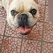 Prosper a rejoint le concours — aidez-le/la à gagner de superbes lots ! adorable, animal, canine, close_up, companion, cute, dog, ears_up, french_bulldog, friendly, fur, happy, looking_up, outdoor, patterned_floor, pet, playful, smiling, tile_floor, tongue_out