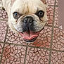 adorable, animal, canine, close_up, companion, cute, dog, ears_up, french_bulldog, friendly, fur, happy, looking_up, outdoor, patterned_floor, pet, playful, smiling, tile_floor, tongue_out
