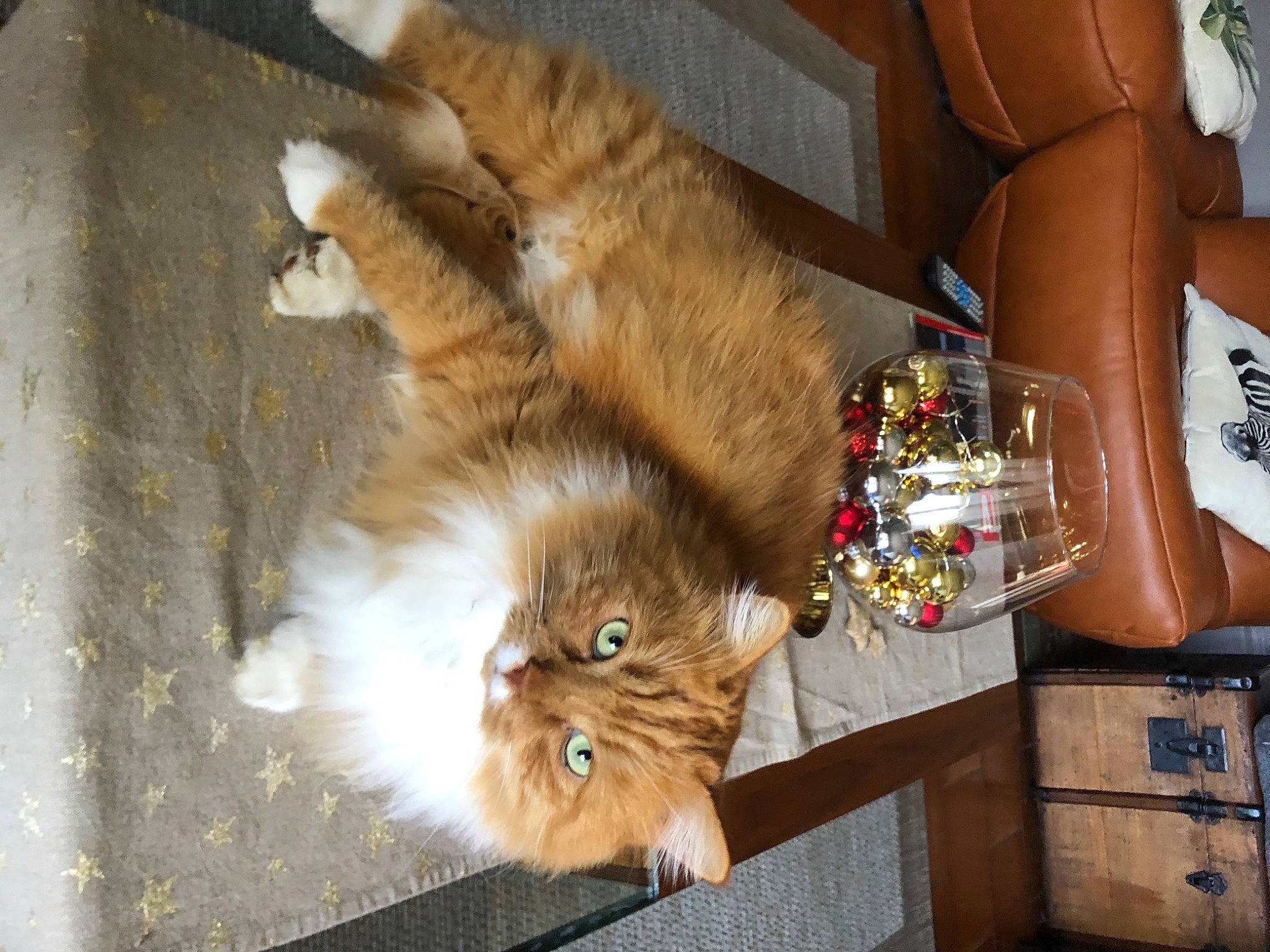 Iron participe au concours pour gagner de l'argent avec cette photo : british_longhair, canidae, carnivore, cat, claw, companion_dog, domestic_short_haired_cat, fawn, felidae, flooring, fur, hardwood, paw, persian, small_to_medium_sized_cats, snout, sporting_group, tail, whiskers, wood