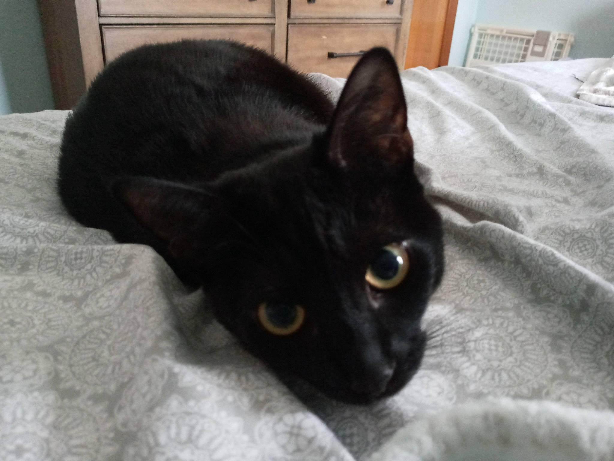 Luna joined the competition — help win amazing prizes! black_cat, bombay, cabinetry, carnivore, cat, comfort, domestic_short_haired_cat, ear, felidae, fur, havana_brown, linens, plant, room, small_to_medium_sized_cats, snout, terrestrial_animal, whiskers