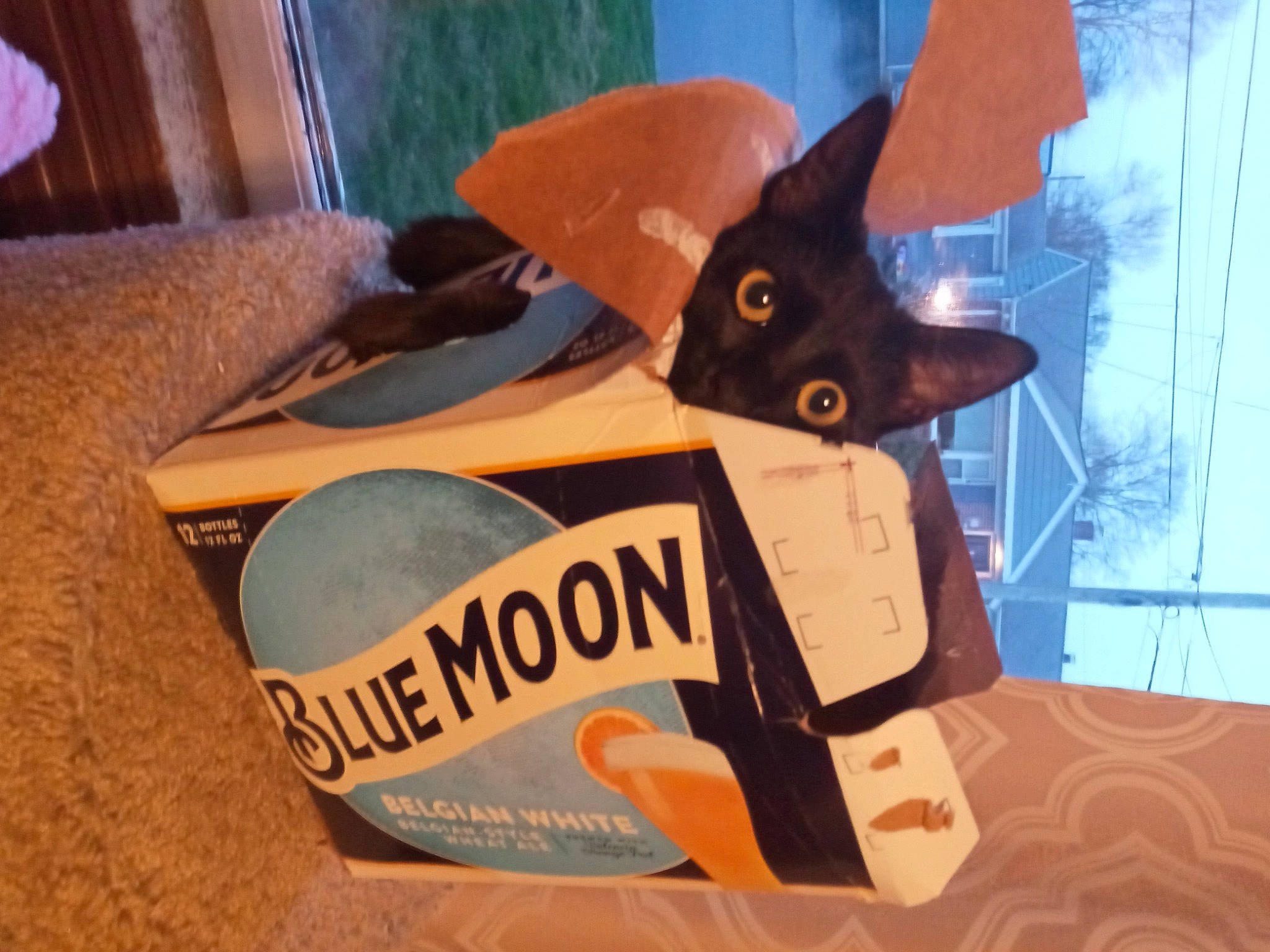 Luna is registered to the contest to win money with this photo: black_cat, canidae, cardboard, carnivore, carton, cat, clipboard, domestic_short_haired_cat, felidae, headgear, packaging_and_labeling, paper, paper_product, personal_protective_equipment, room, shipping_box, small_to_medium_sized_cats, whiskers, window, wood