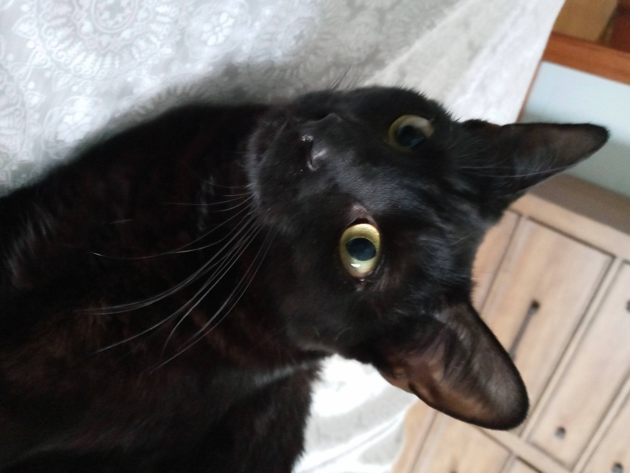 Luna joined the competition — help win amazing prizes! black_cat, bombay, borador, carnivore, cat, claw, dog_breed, domestic_short_haired_cat, felidae, fur, pet_supply, small_to_medium_sized_cats, snout, terrestrial_animal, whiskers, working_animal