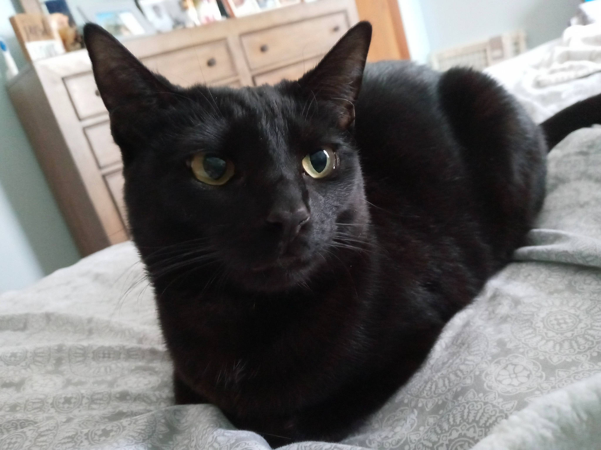 Luna joined the competition — help win amazing prizes! black_cat, carnivore, cat, comfort, domestic_short_haired_cat, felidae, fur, grey, small_to_medium_sized_cats, snout, terrestrial_animal, whiskers