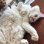 Morphée participe au concours pour gagner de l'argent avec cette photo : cat, white_cat, fluffy, relaxed, lying_down, wooden_surface, indoor, pet, paw, fur, face, eyes, whiskers, table, stationery, pens, glass, dried_flowers, paper, clutter