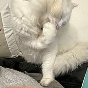 Morphée participe au concours pour gagner de l'argent avec cette photo : animal, blanket, cat, cleaning, cozy, cushion, cute, domestic, feline, fluffy, fur, grooming, indoor, paw, pet, resting, soft, tail, whiskers, white_cat