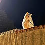 Morphée a rejoint le concours — aidez-le/la à gagner de superbes lots ! alert, animal, cat, dark_sky, domestic, evening, fence, fluffy, illumination, leash, majestic, mammal, night, outdoor, pet, quiet, solitary, texture, wall, watchful