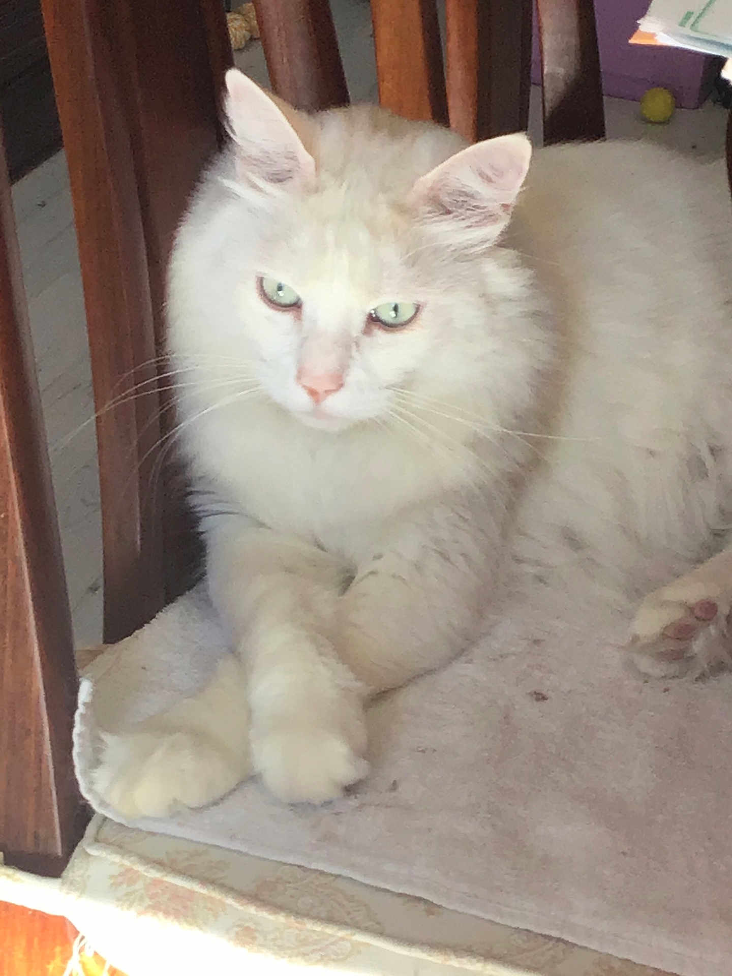 Morphée participe au concours pour gagner de l'argent avec cette photo : cat, white_cat, fluffy, green_eyes, chair, wooden_chair, cushion, indoor, pet, animal, relaxed, paws_crossed, feline, fur, sunlight, portrait, close_up, domestic_cat, resting, household