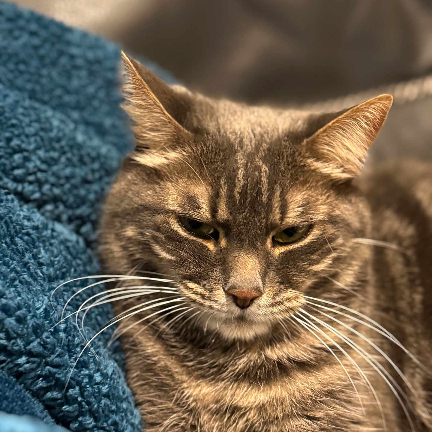 Léo a rejoint le concours — aidez-le/la à gagner de superbes lots ! abyssinian, animal, blanket, cat, kitten, manx, pet, towel