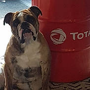 Tequila participe au concours pour gagner de l'argent avec cette photo : american_bulldog, british_bulldogs, bulldog, canidae, carnivore, companion_dog, dog, dog_breed, fawn, mammal, non_sporting_group, old_english_bulldog, olde_english_bulldogge, pug, renascence_bulldogge, snout