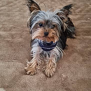 Ava a rejoint le concours — aidez-le/la à gagner de superbes lots ! adorable, animal, bandana, canine, carpet, cute, dog, domestic_animal, ears, face, fluffy, fur, fur_texture, indoor, looking, lying_down, mammal, pet, small_dog, snout