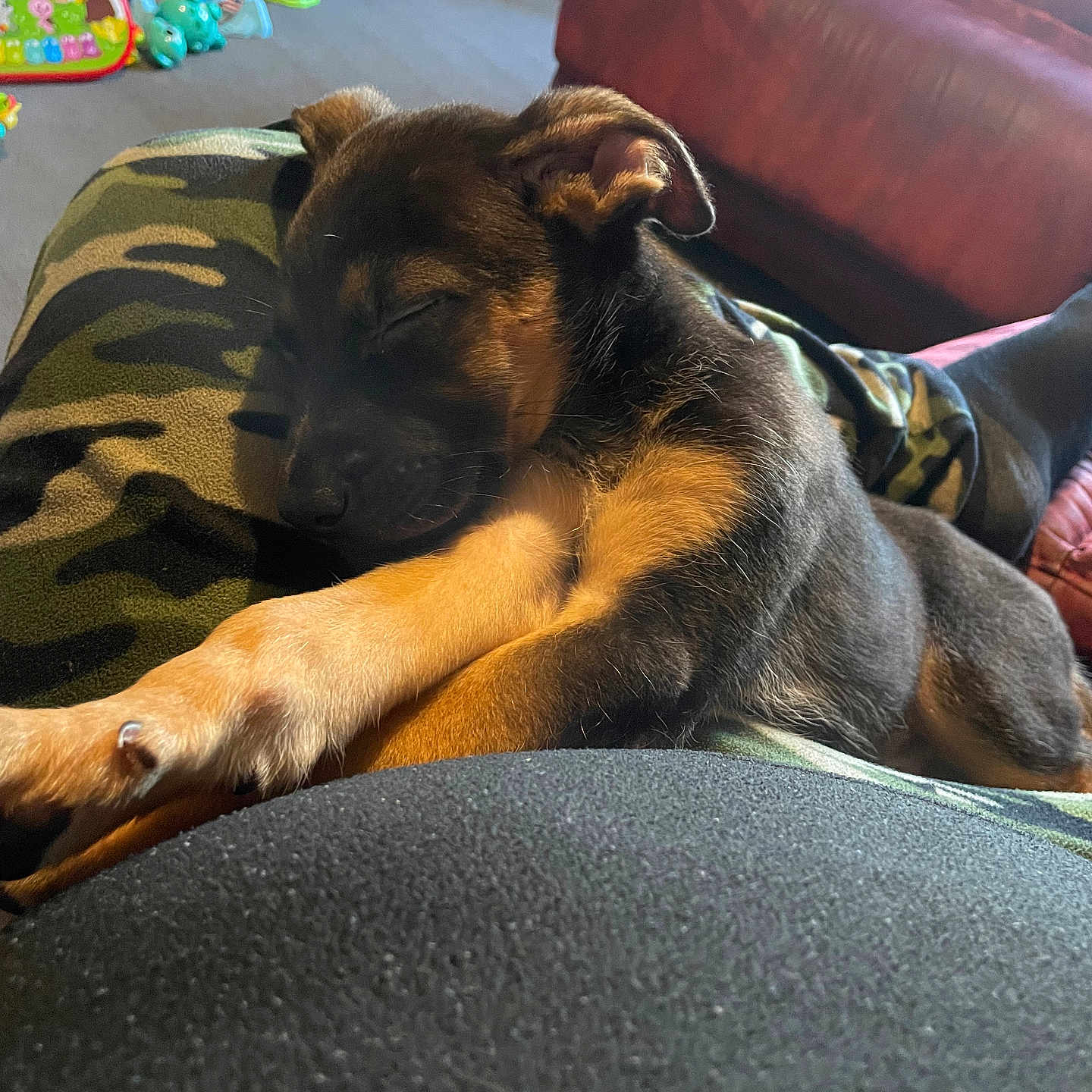 Blu joined the competition — help win amazing prizes! americanfootball, americanfootballball, animal, architecture, building, canine, couch, cushion, dog, furniture, homedecor, hound, indoors, interiordesign, livingroom, person, pet, puppy, room, sleeping