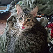Tiger joined the competition — help win amazing prizes! cat, tabby, tongue_out, pet, animal, feline, cozy, blanket, indoor, fur, whiskers, ears, cute, curious, relaxed, domestic, home, soft, resting, comfort