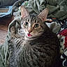 cat, tabby, tongue_out, pet, animal, feline, cozy, blanket, indoor, fur, whiskers, ears, cute, curious, relaxed, domestic, home, soft, resting, comfort