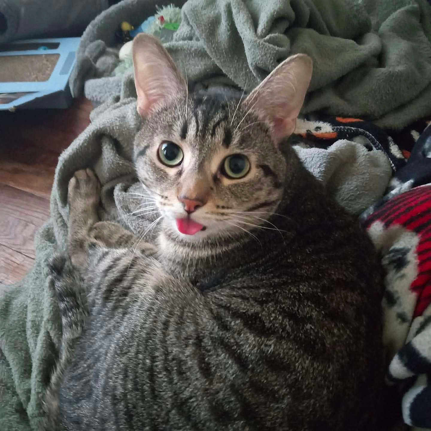 Tiger joined the competition — help win amazing prizes! cat, tabby, tongue_out, pet, animal, feline, cozy, blanket, indoor, fur, whiskers, ears, cute, curious, relaxed, domestic, home, soft, resting, comfort