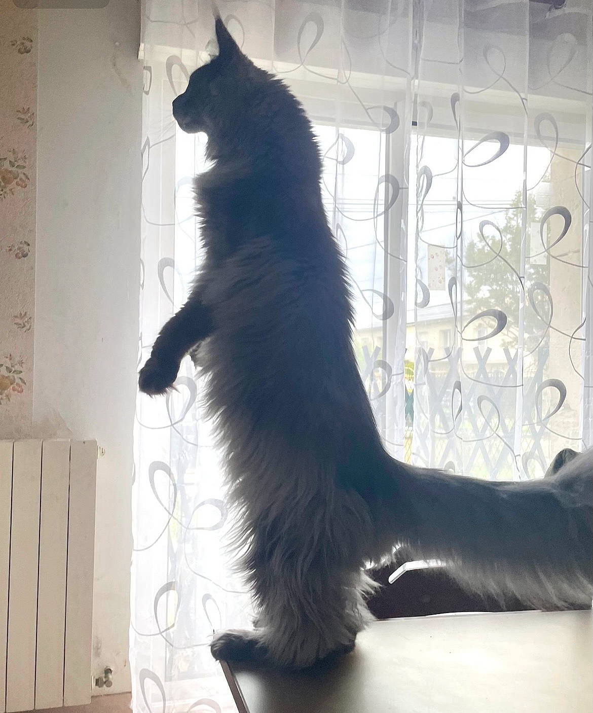 Uranus a rejoint le concours — aidez-le/la à gagner de superbes lots ! black_cat, carnivore, cat, claw, companion_dog, dog_breed, domestic_short_haired_cat, feather, felidae, flooring, foot, fur, human_leg, paw, shadow, small_to_medium_sized_cats, tail, tints_and_shades, whiskers, window