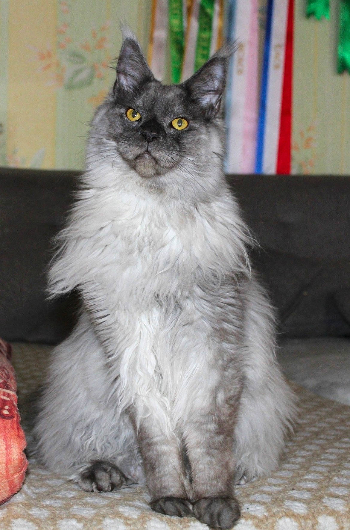 Uranus participe au concours pour gagner de l'argent avec cette photo : british_longhair, carnivore, cat, claw, domestic_short_haired_cat, felidae, fur, grey, iris, paw, sitting, small_to_medium_sized_cats, snout, tail, terrestrial_animal, whiskers