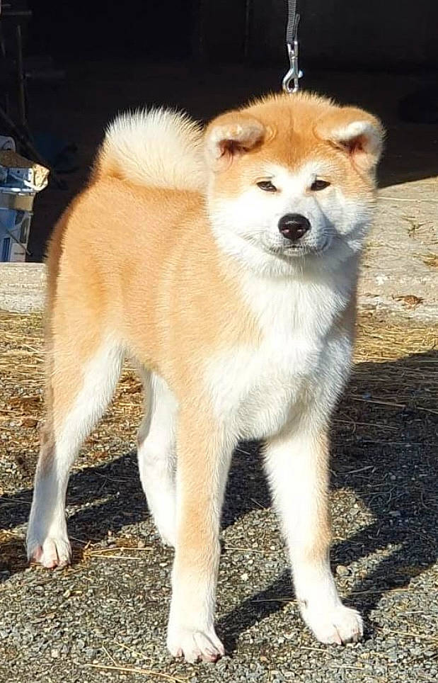 Sheina a rejoint le concours — aidez-le/la à gagner de superbes lots ! ancient_dog_breeds, balance, canidae, carnivore, companion_dog, dog, dog_breed, fawn, fur, non_sporting_group, piano, snout, sporting_group, tail, terrestrial_animal, wildlife, working_animal, working_dog