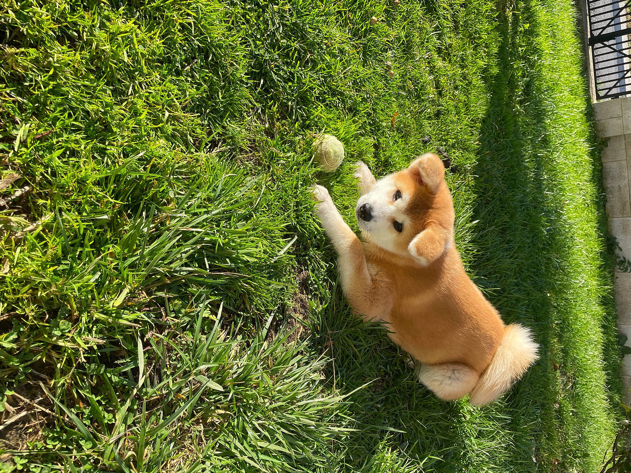Sheina participe au concours pour gagner de l'argent avec cette photo : big_cats, carnivore, companion_dog, dog_breed, fawn, felidae, grass, grass_family, groundcover, lawn, natural_landscape, people_in_nature, plant, spitz, tail, terrestrial_animal, toy, trunk, vertebrate, whiskers