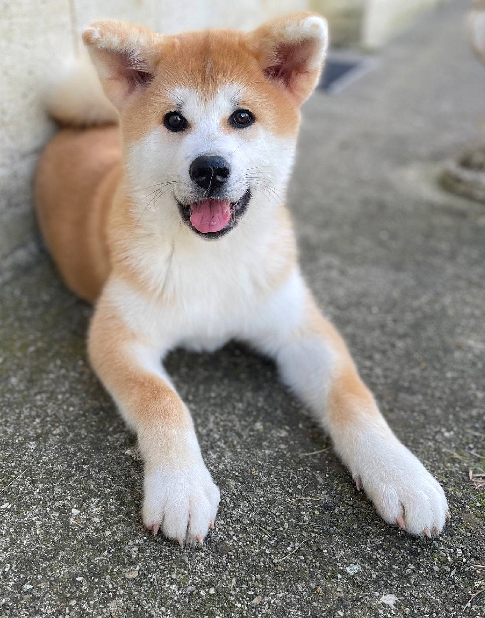 Sheina participe au concours pour gagner de l'argent avec cette photo : ancient_dog_breeds, balance, canidae, carnivore, collar, companion_dog, corgi_chihuahua, dog, dog_breed, fawn, fur, non_sporting_group, paw, snout, sporting_group, tail, terrestrial_animal, whiskers, working_animal, working_dog