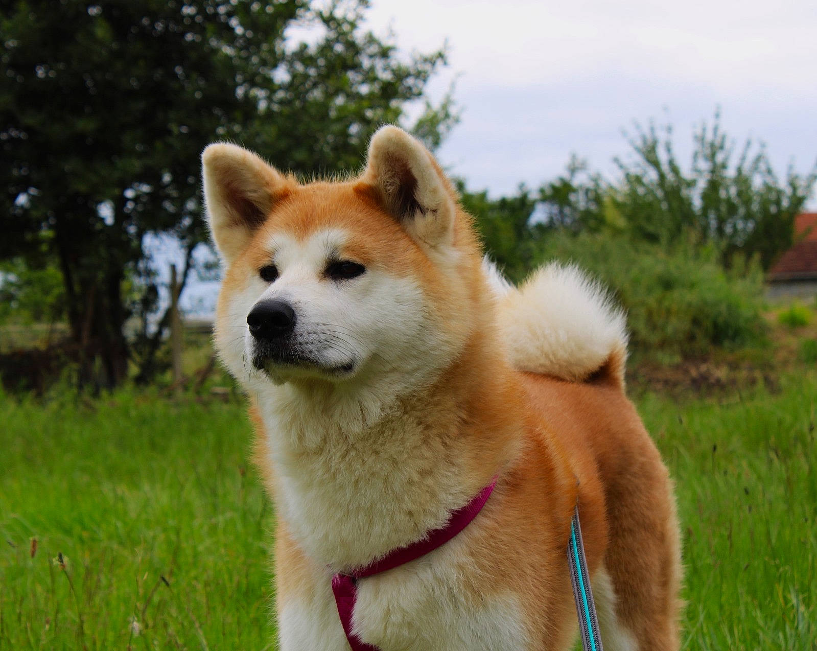 Mana Go Of Kamino Ken participe au concours pour gagner de l'argent avec cette photo : canidae, carnivore, cloud, collar, companion_dog, dog, dog_breed, fawn, grass, plant, sky, snout, spitz, sporting_group, tail, terrestrial_animal, tree, wildlife, working_animal, working_dog