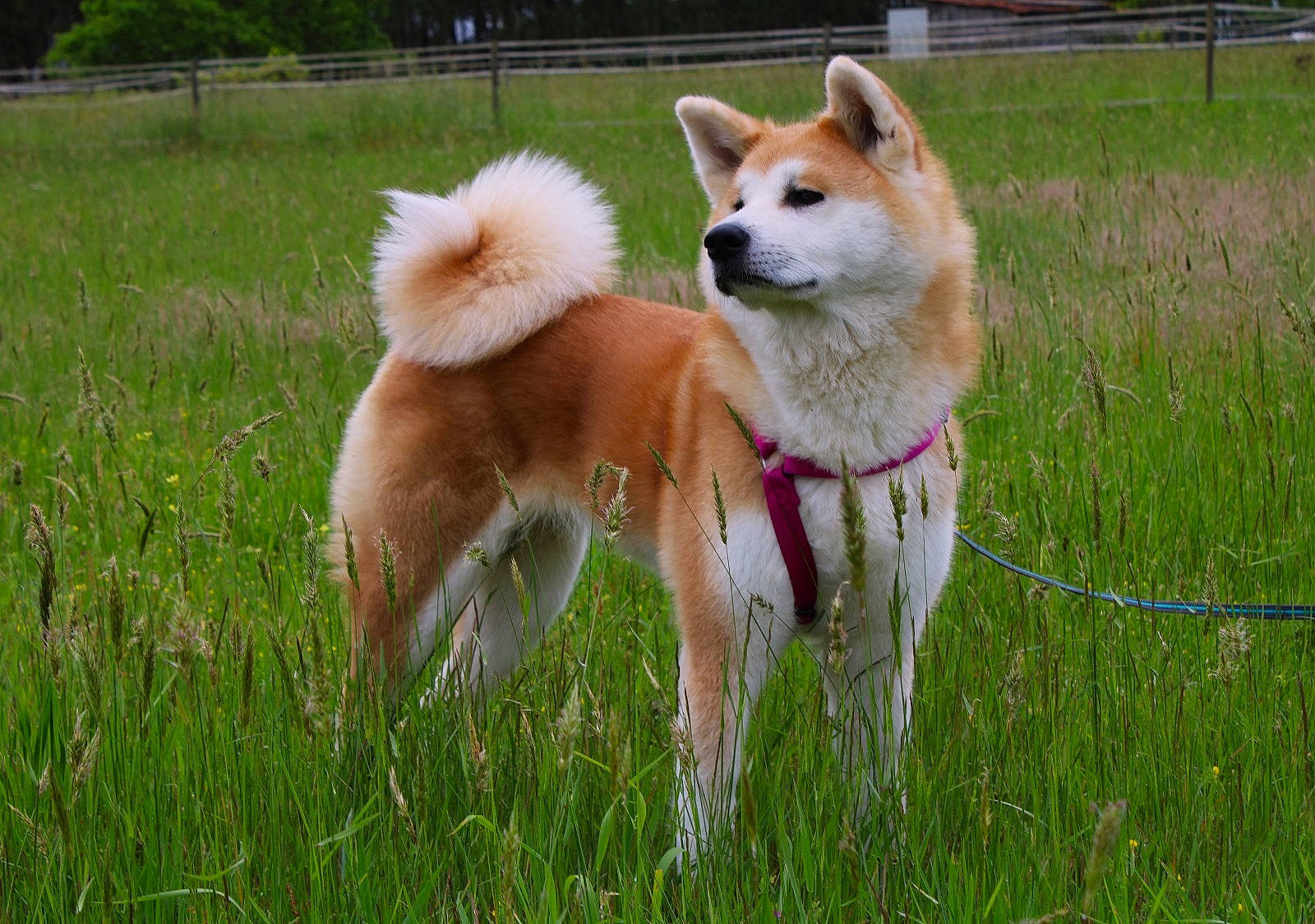 Mana Go Of Kamino Ken a rejoint le concours — aidez-le/la à gagner de superbes lots ! ancient_dog_breeds, canidae, carnivore, collar, companion_dog, dog, dog_breed, fawn, grass, non_sporting_group, spitz, sporting_group, tail, working_dog