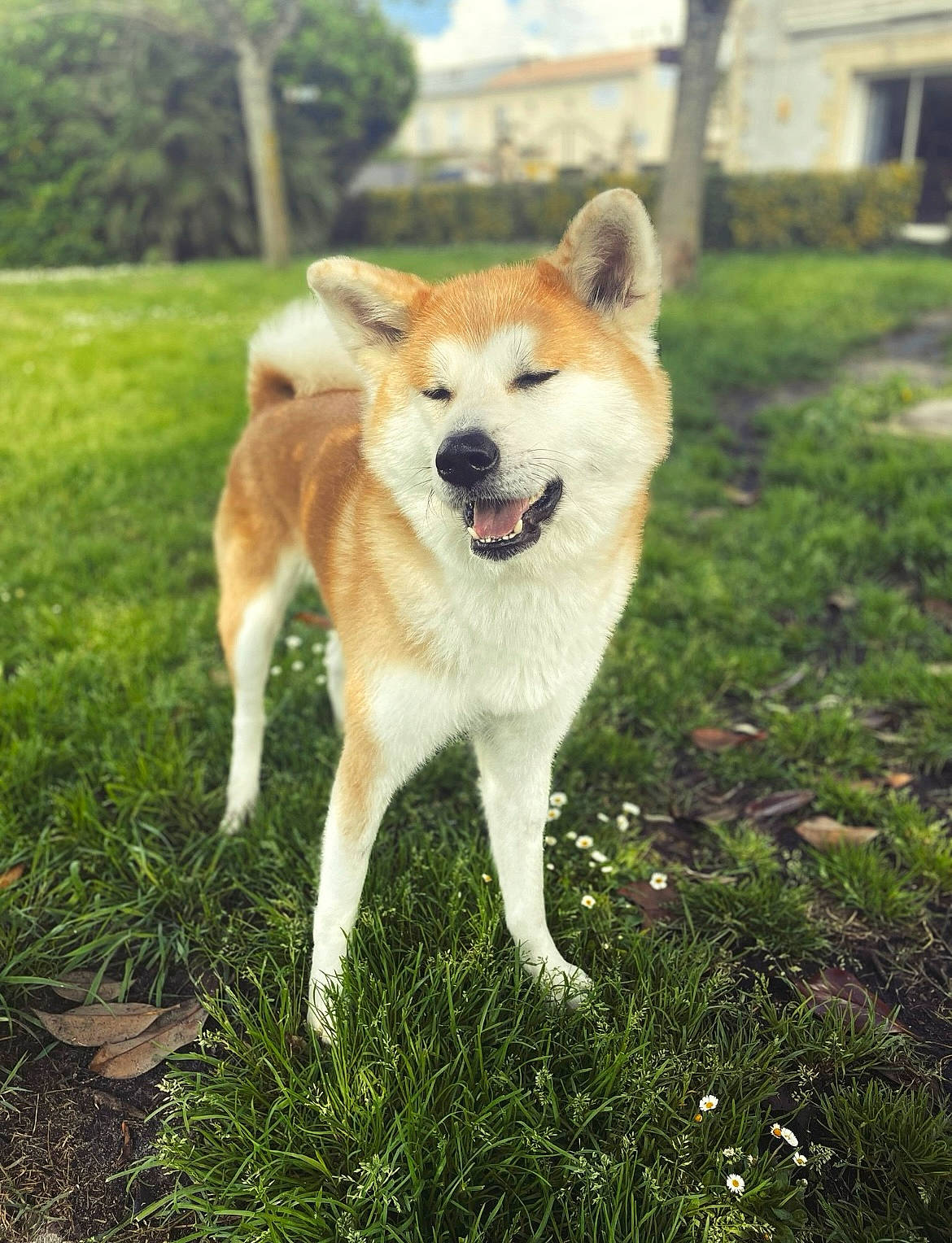 Mana Go Of Kamino Ken participe au concours pour gagner de l'argent avec cette photo : ancient_dog_breeds, canidae, carnivore, collar, companion_dog, dog, dog_breed, fawn, grass, non_sporting_group, plant, snout, sporting_group, tail, tree, wildlife, working_animal, working_dog