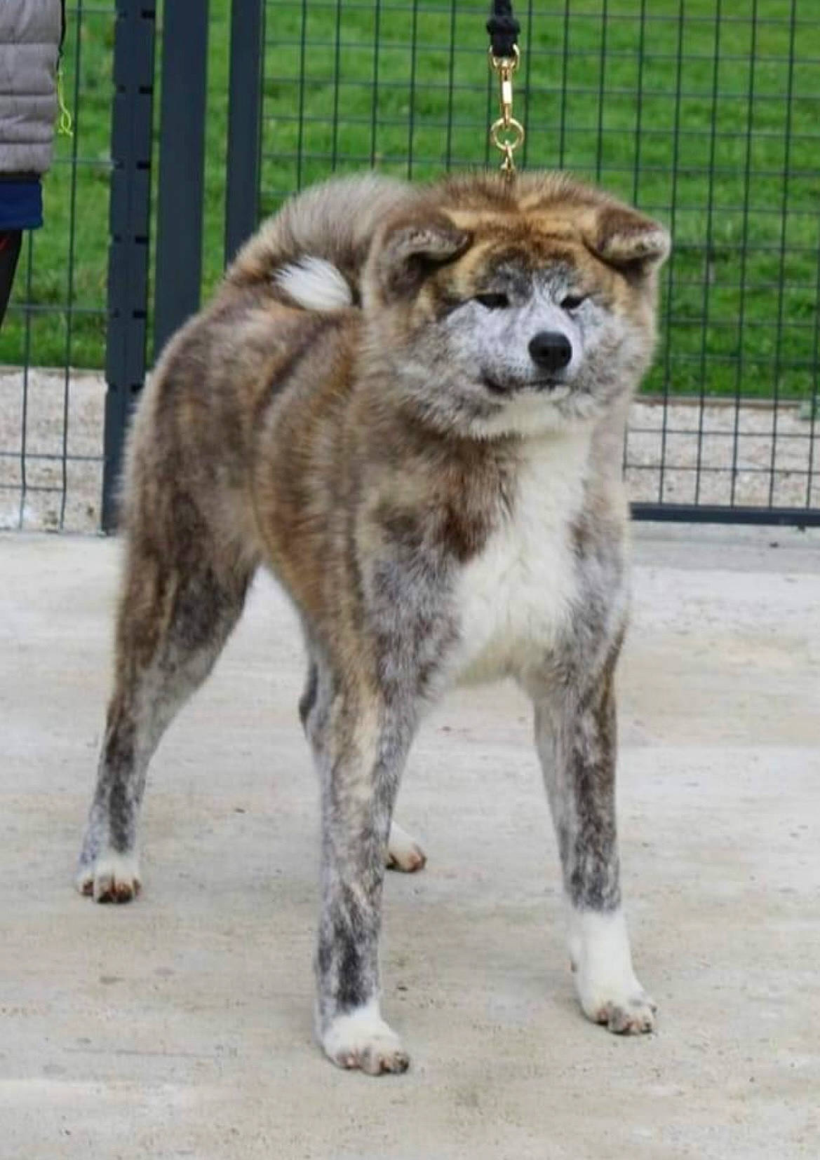 Yukan participe au concours pour gagner de l'argent avec cette photo : ancient_dog_breeds, balance, canidae, canis, carnivore, claw, companion_dog, dog, dog_breed, fawn, felidae, fence, fur, sporting_group, tail, terrestrial_animal, wildlife, wire_fencing, working_animal, working_dog