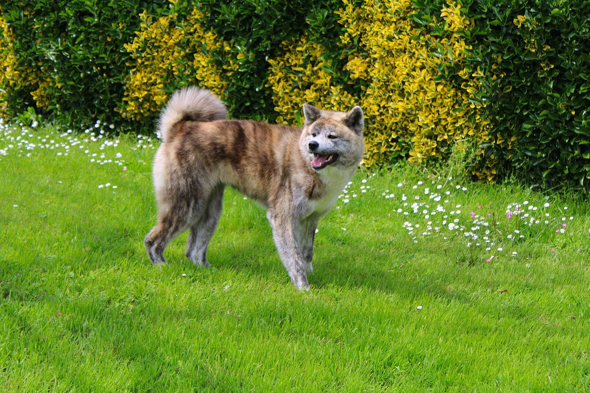 Yukan participe au concours pour gagner de l'argent avec cette photo : canidae, canis, carnivore, companion_dog, dog, dog_breed, fawn, grass, grassland, groundcover, pasture, plant, sled_dog, sporting_group, tail, tree, wildlife, wolf, working_animal, working_dog