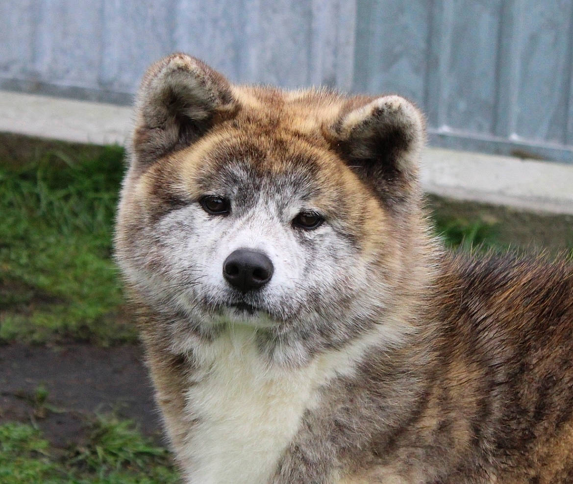 Yukan a rejoint le concours — aidez-le/la à gagner de superbes lots ! ancient_dog_breeds, big_cats, canidae, canis, canis_lupus_tundrarum, carnivore, corgi_chihuahua, dog, dog_breed, fawn, felidae, fence, fur, grass, snout, terrestrial_animal, whiskers, wildlife, wolf, zoo